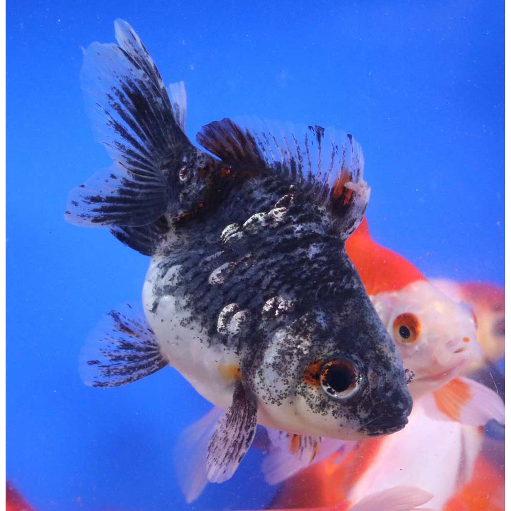 Mixed Ryukin Goldfish LG