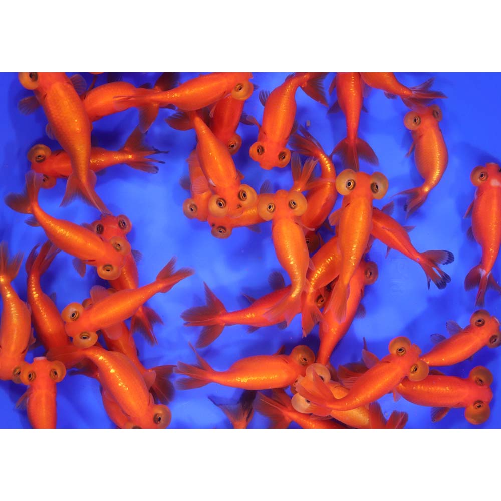 Red Bubble Eye Goldfish SM