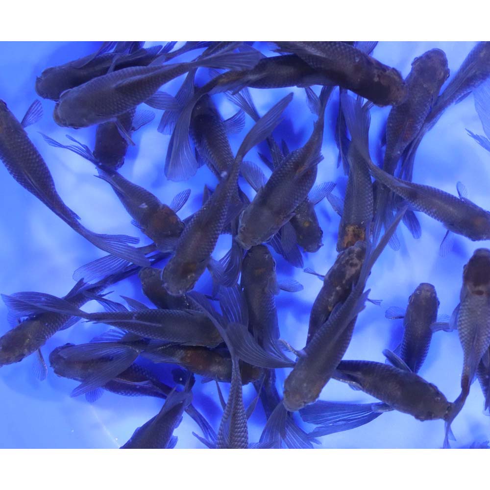 Blue & Bronze Comet Goldfish 3-4"