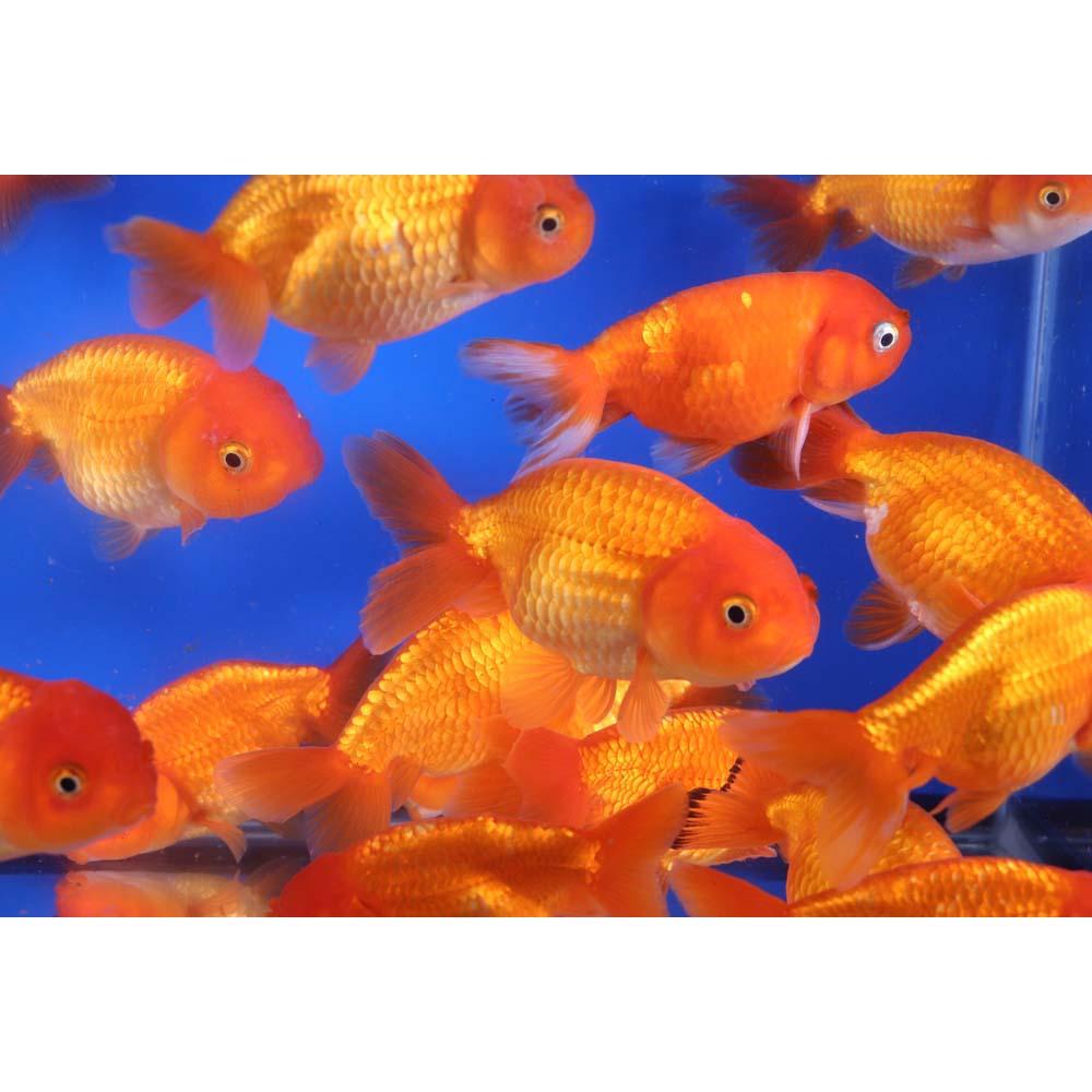 Red Ranchu Goldfish LG