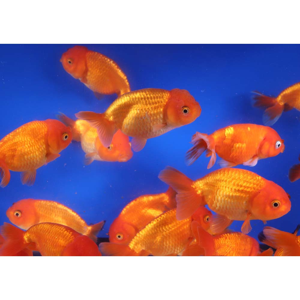 Red Ranchu Goldfish LG