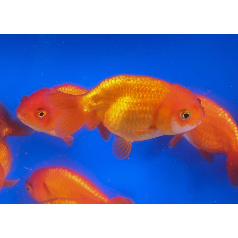 Red Ranchu Goldfish XL