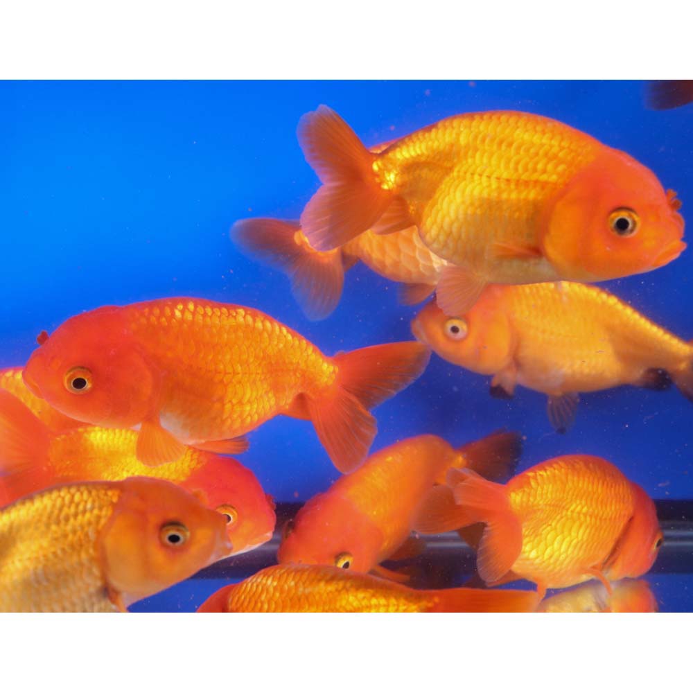 Red Ranchu Goldfish XL