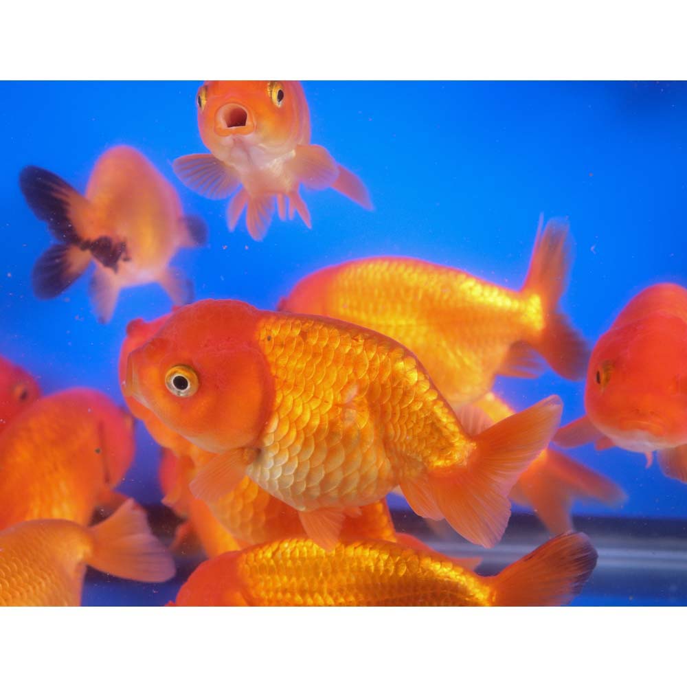 Red Ranchu Goldfish XL