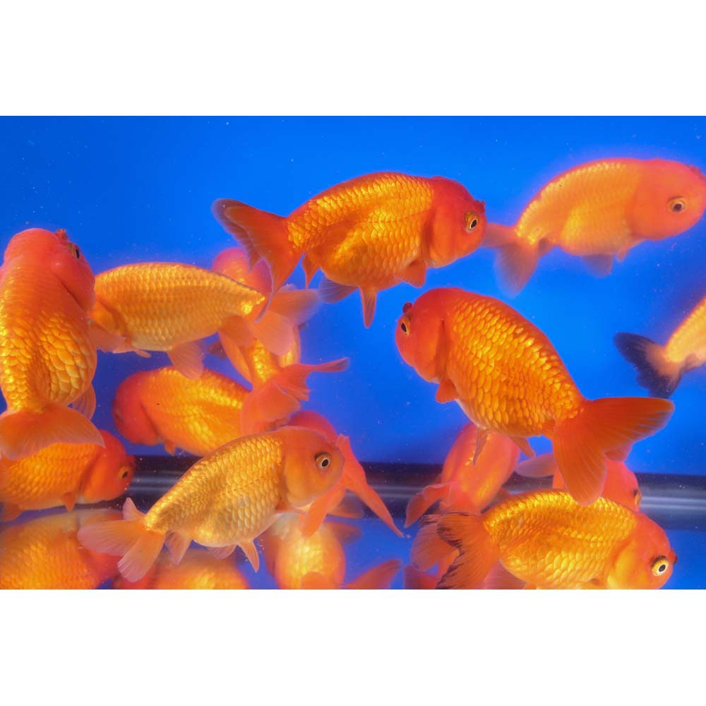 Red Ranchu Goldfish XL