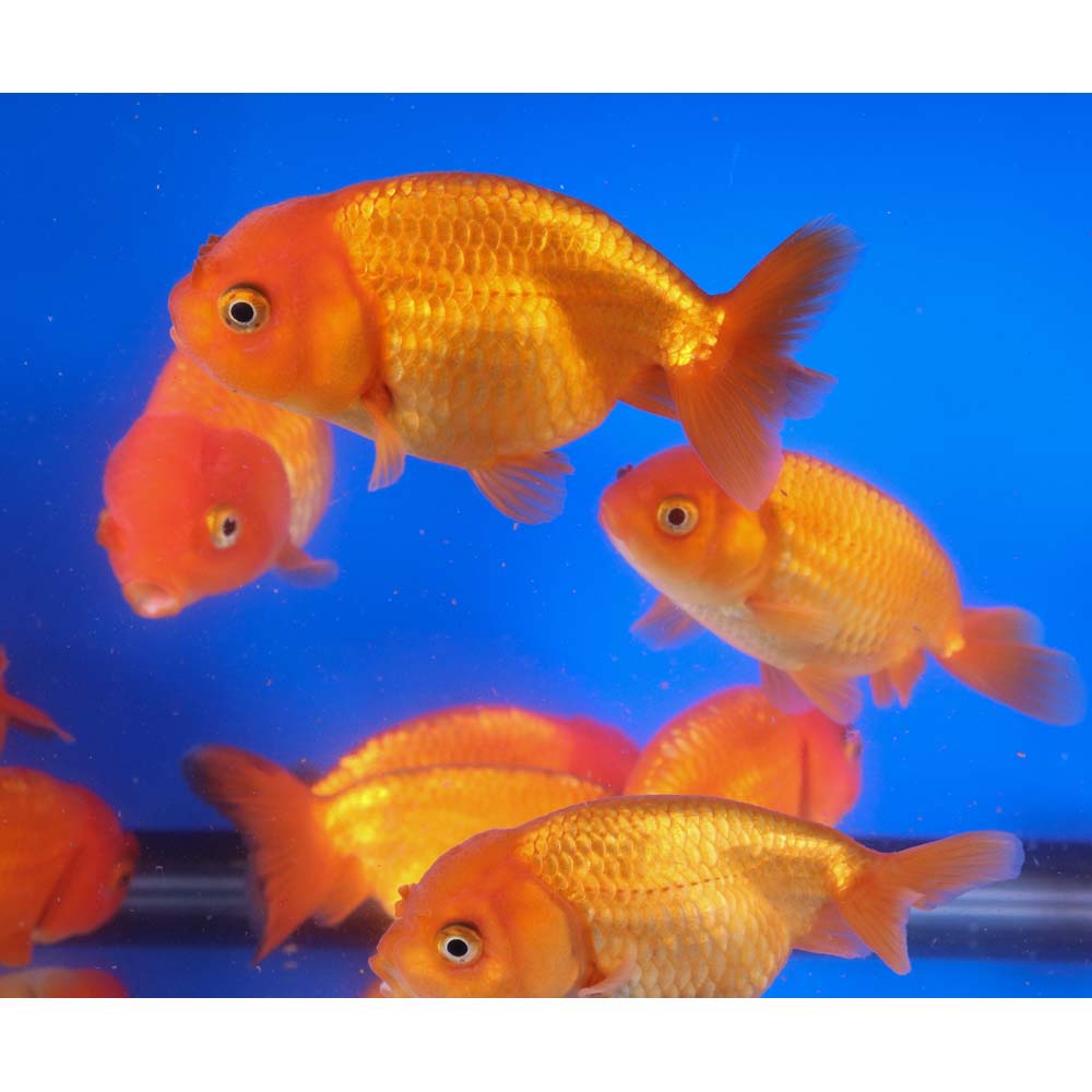 Red Ranchu Goldfish XL