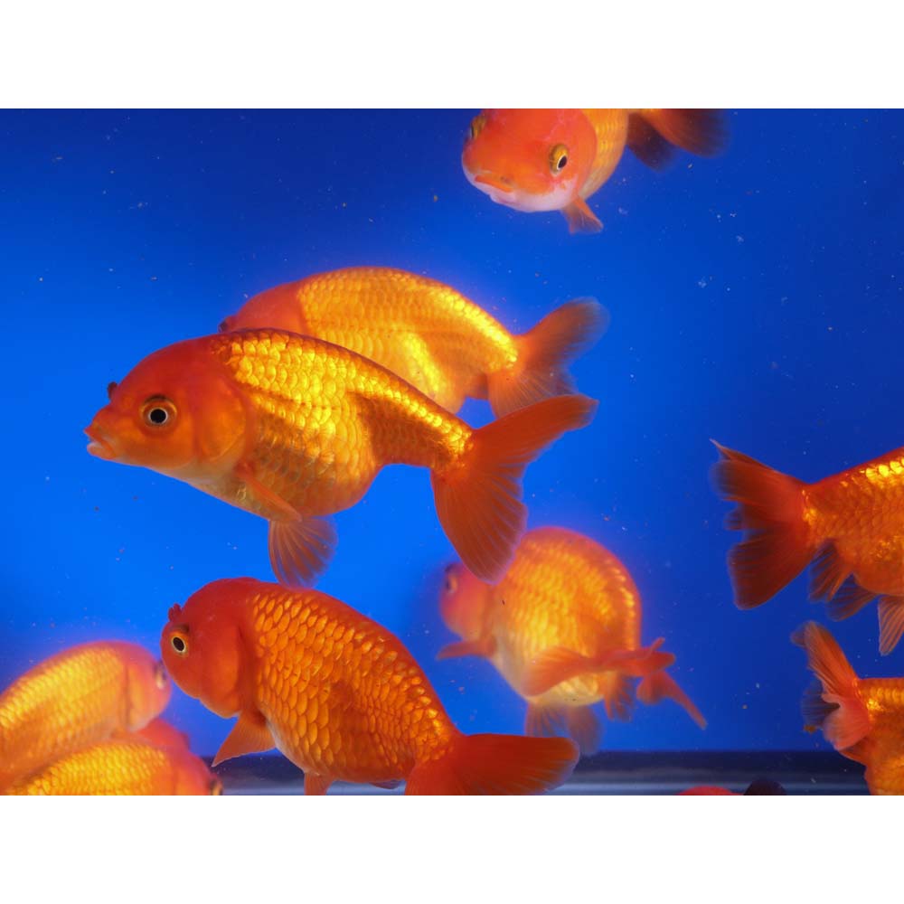 Red Ranchu Goldfish XL