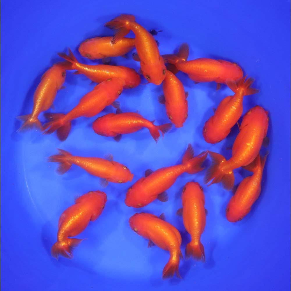 Red Ranchu Goldfish XL