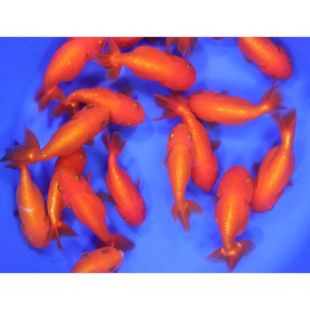 Red Ranchu Goldfish XL
