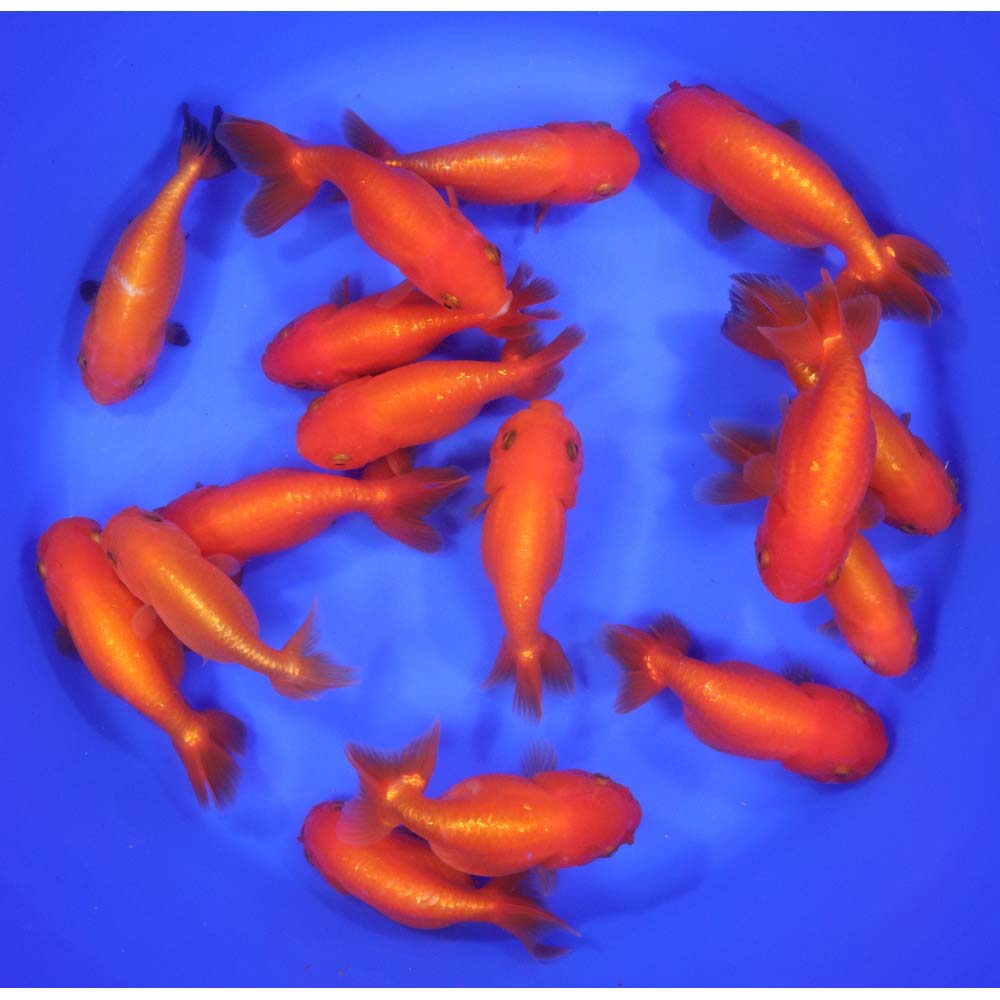 Red Ranchu Goldfish XL