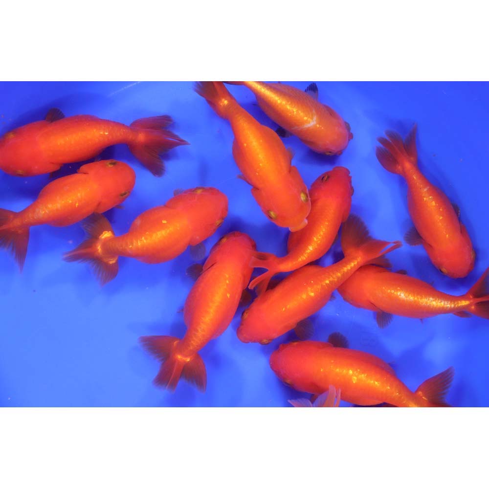 Red Ranchu Goldfish XL