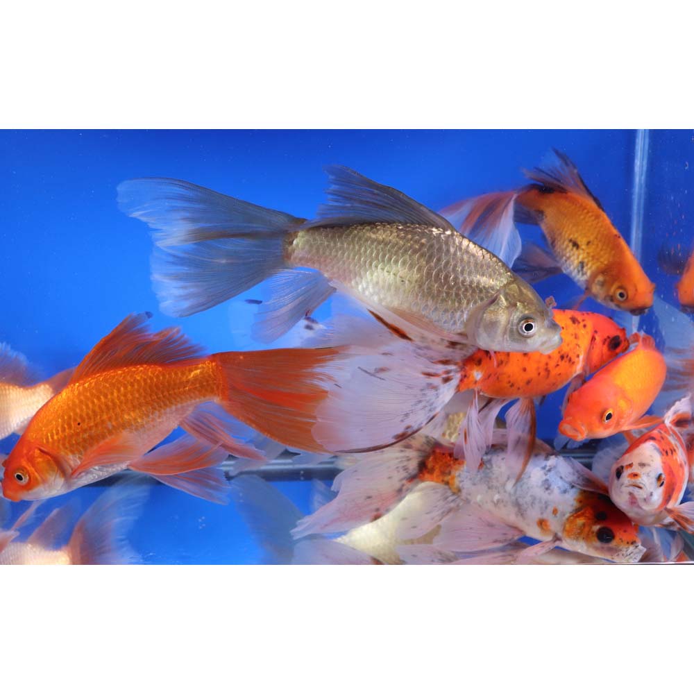 Mixed Bristol Fin Goldfish 6-7"