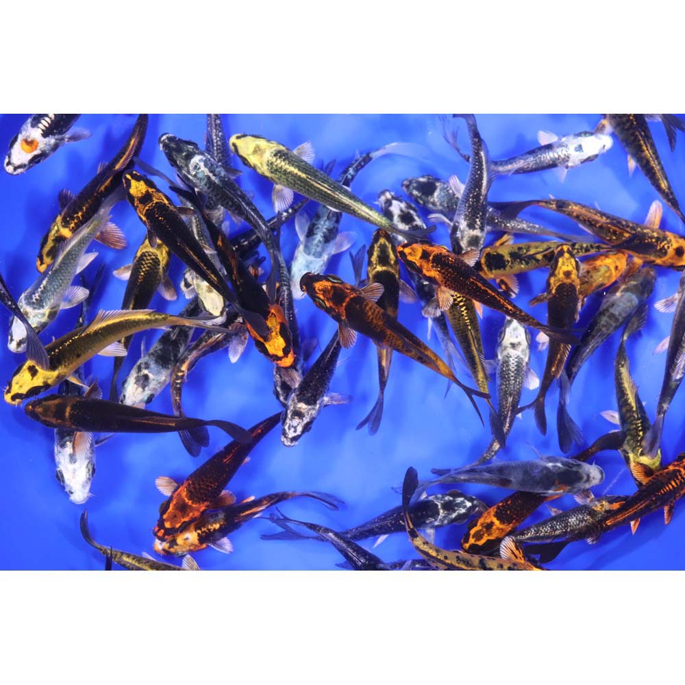 Skeleton Koi Mix 3-4"