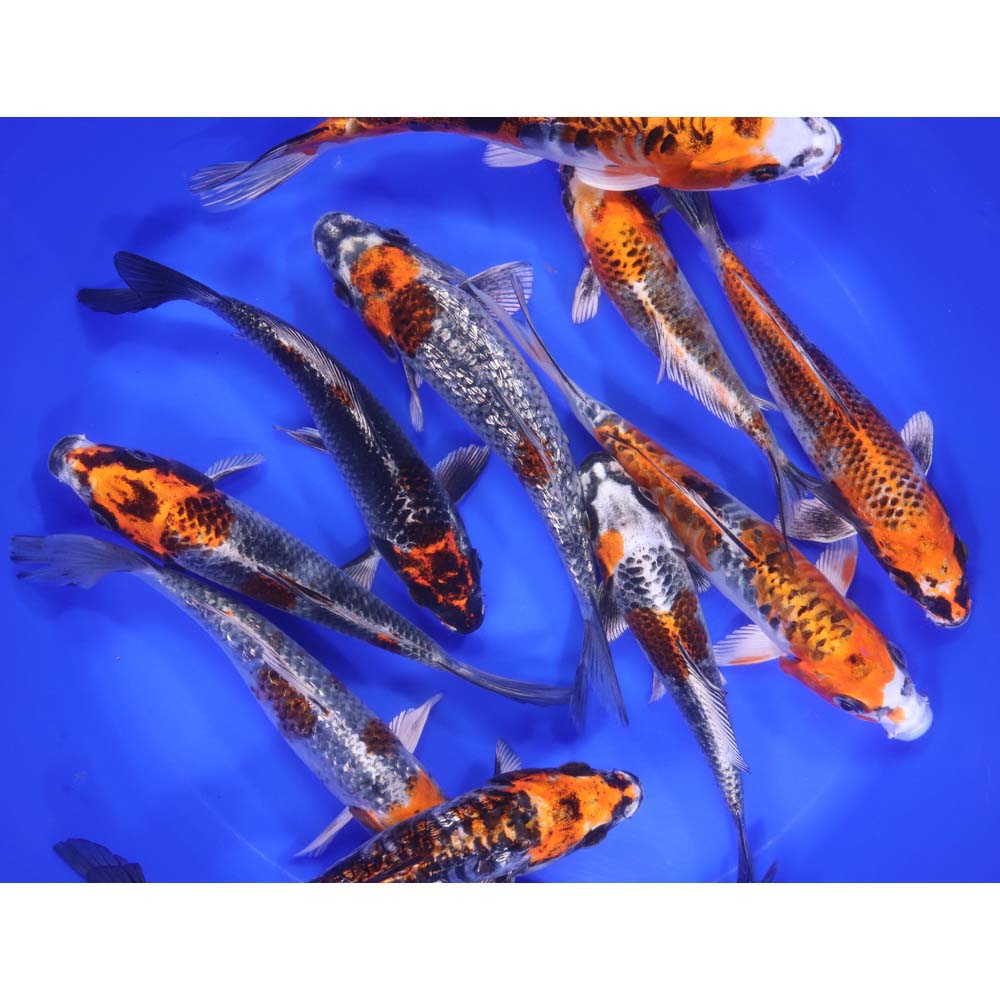 Kujaku Koi 6-7"