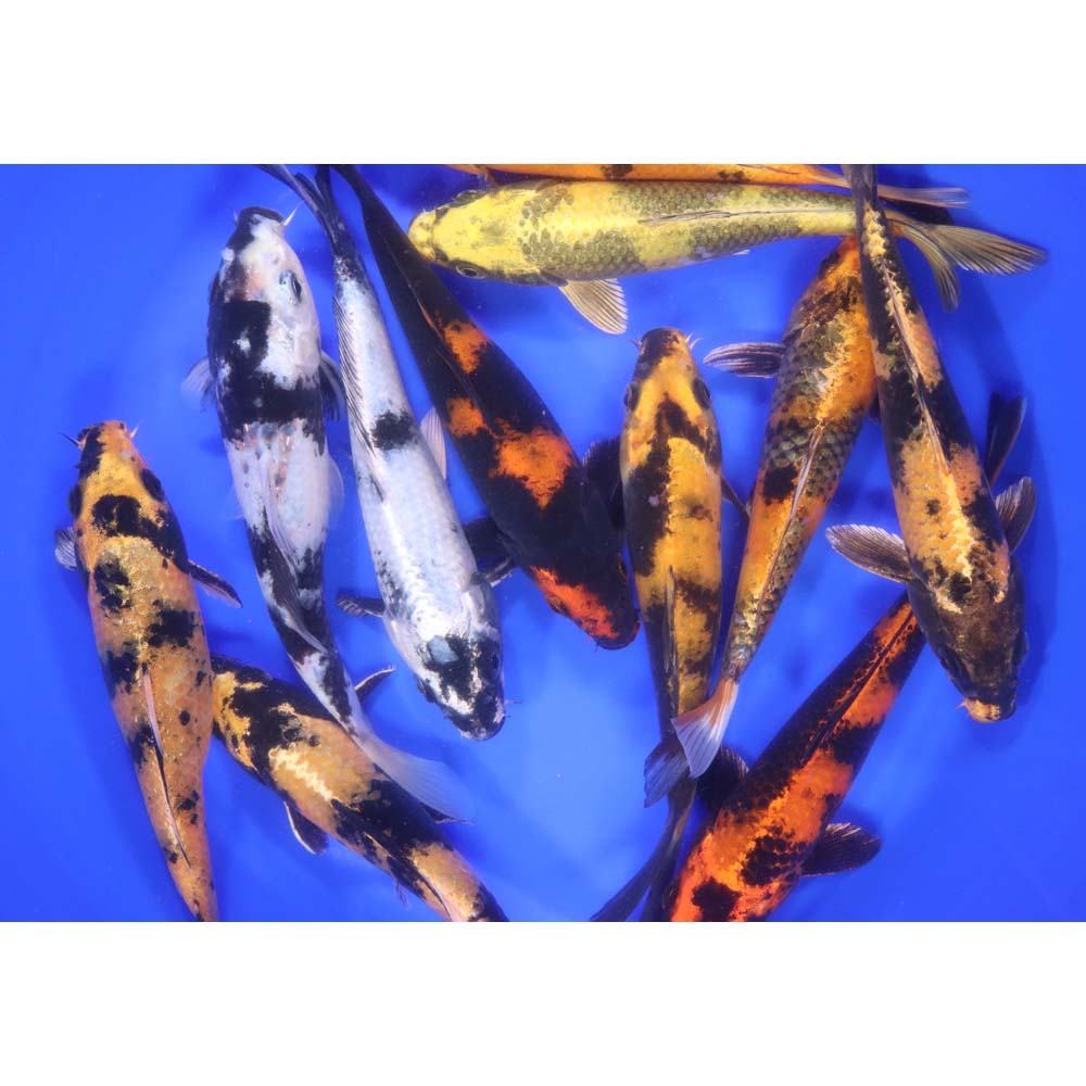 Utsuri Koi Mix 6-7"