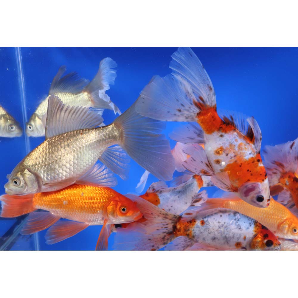 Mixed Bristol Fin Goldfish 6-7"