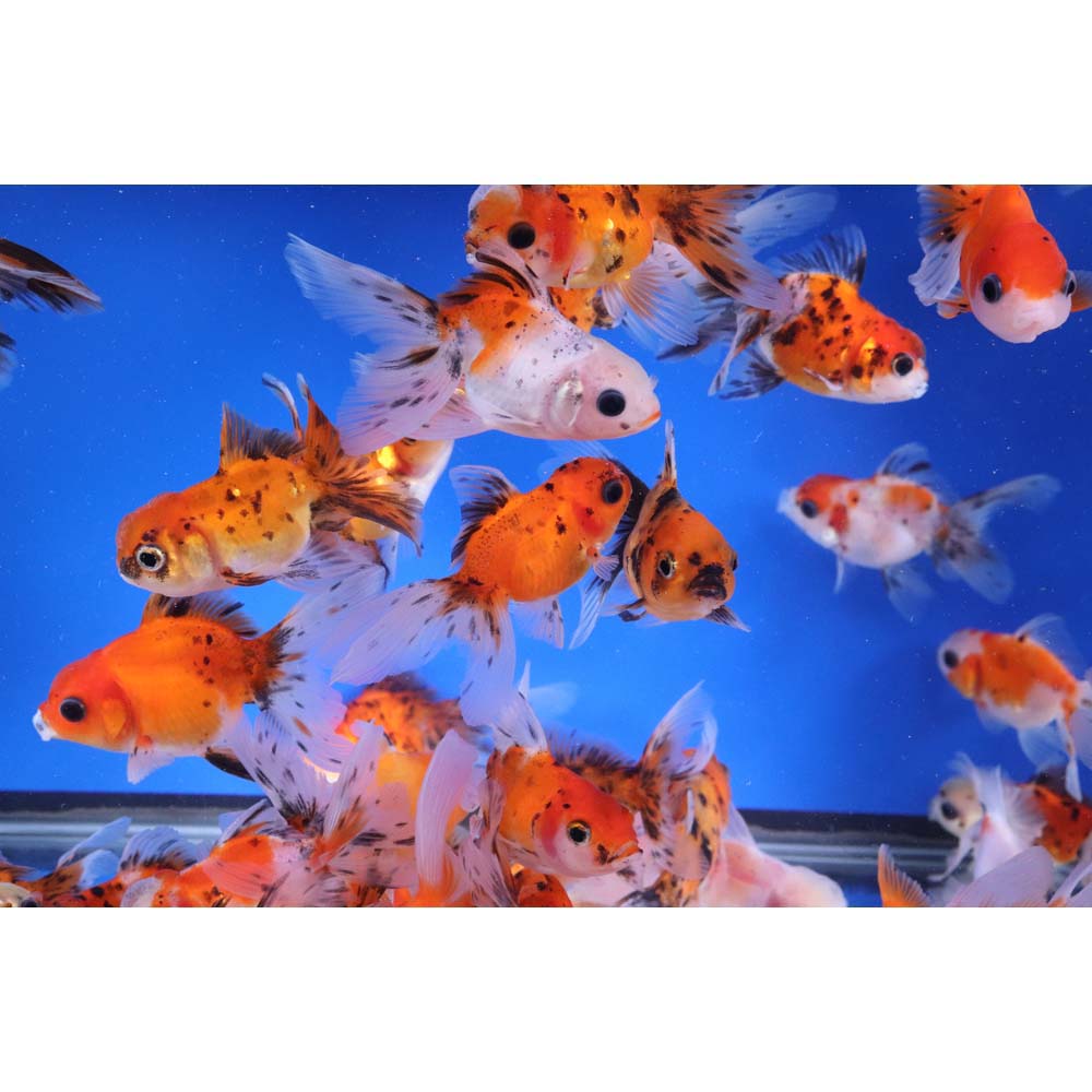 Calico Oranda Goldfish SM