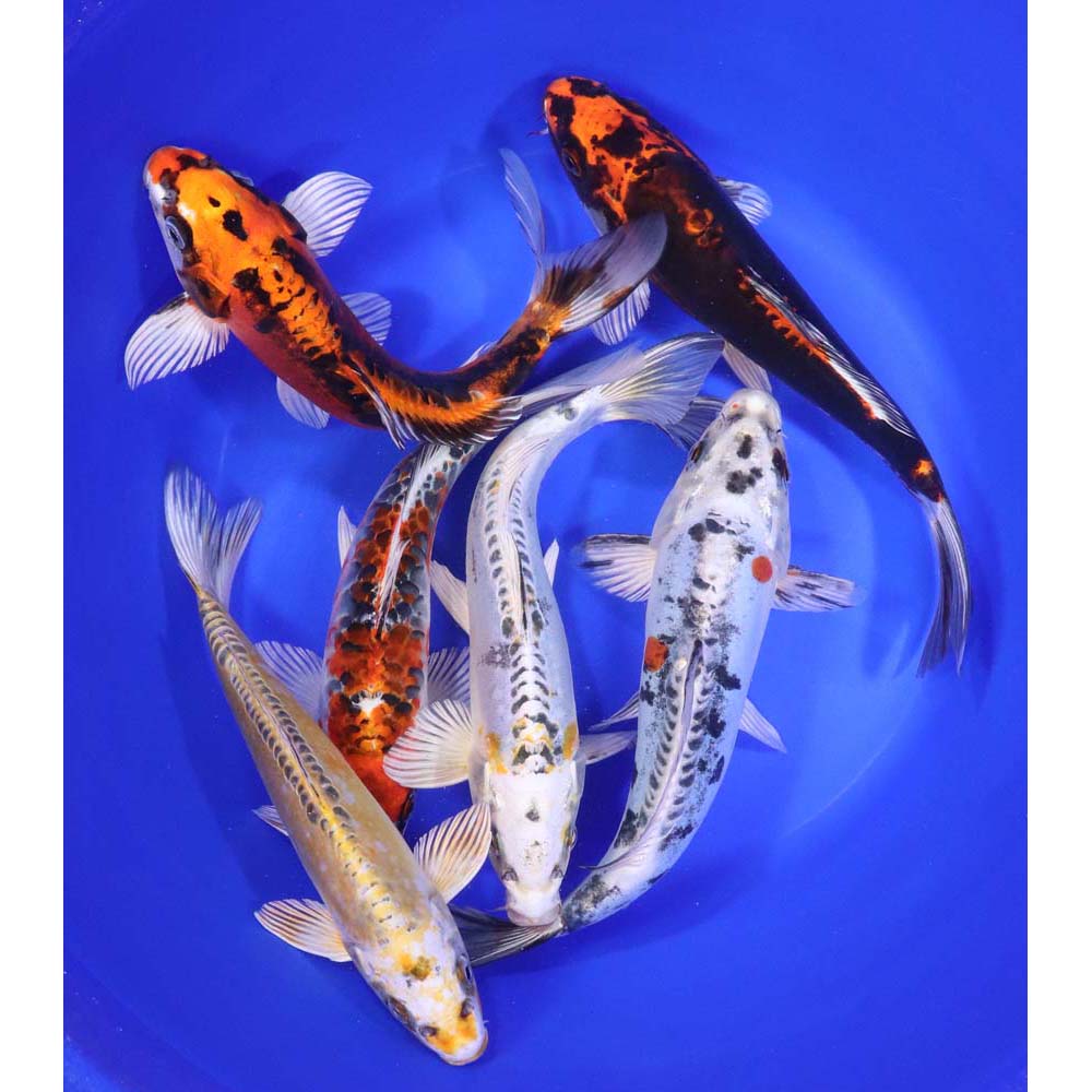 Skeleton Koi Mix 8-10"