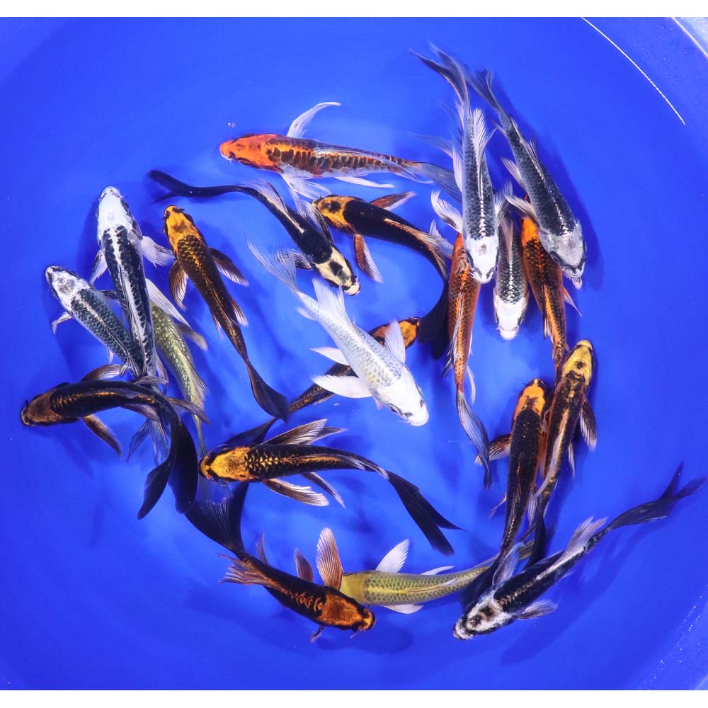 Skeleton Butterfly Koi 5-6"