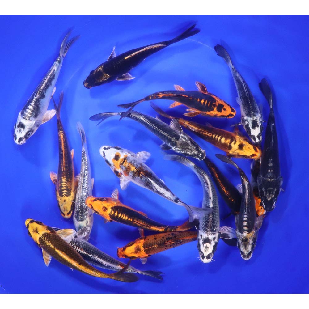 Skeleton Koi Mix 5-6"