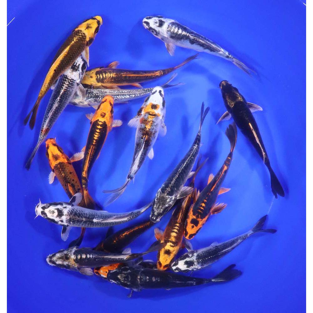 Skeleton Koi Mix 5-6"