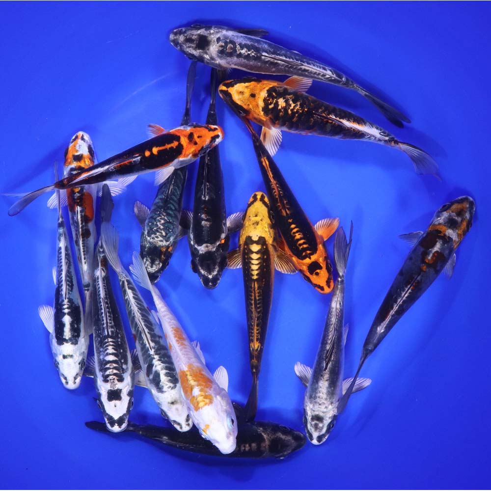 Skeleton Koi Mix 6-7"