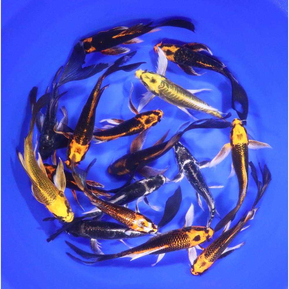 Skeleton Butterfly Koi 6-7"