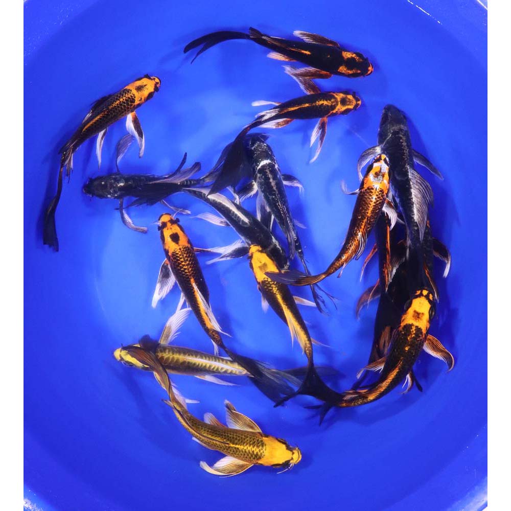 Skeleton Butterfly Koi 6-7"