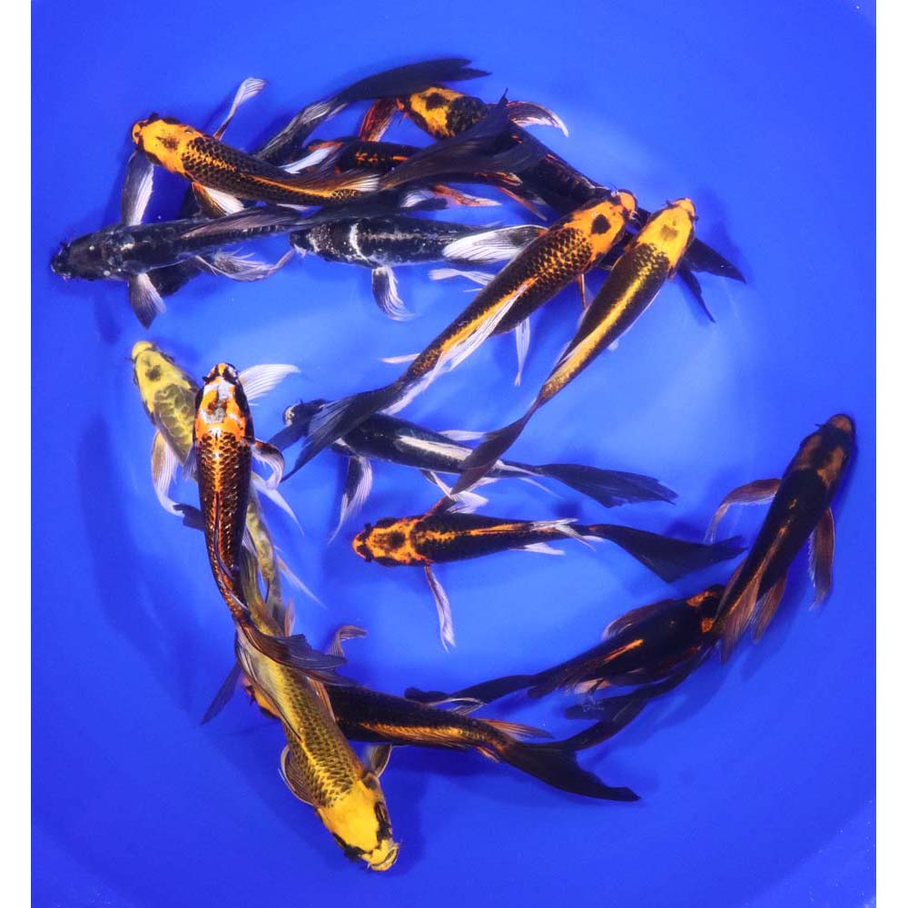 Skeleton Butterfly Koi 6-7"