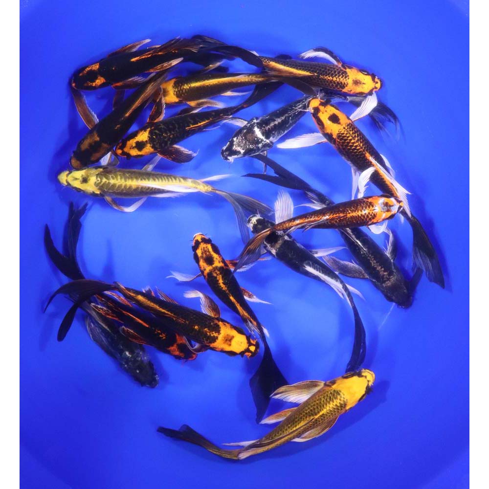 Skeleton Butterfly Koi 6-7"