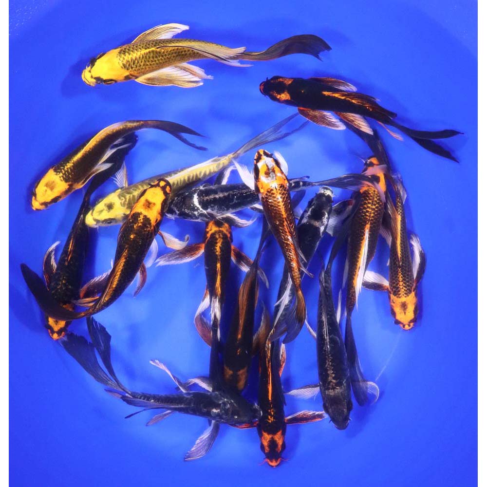 Skeleton Butterfly Koi 6-7"