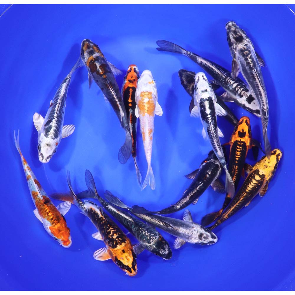 Skeleton Koi Mix 6-7"