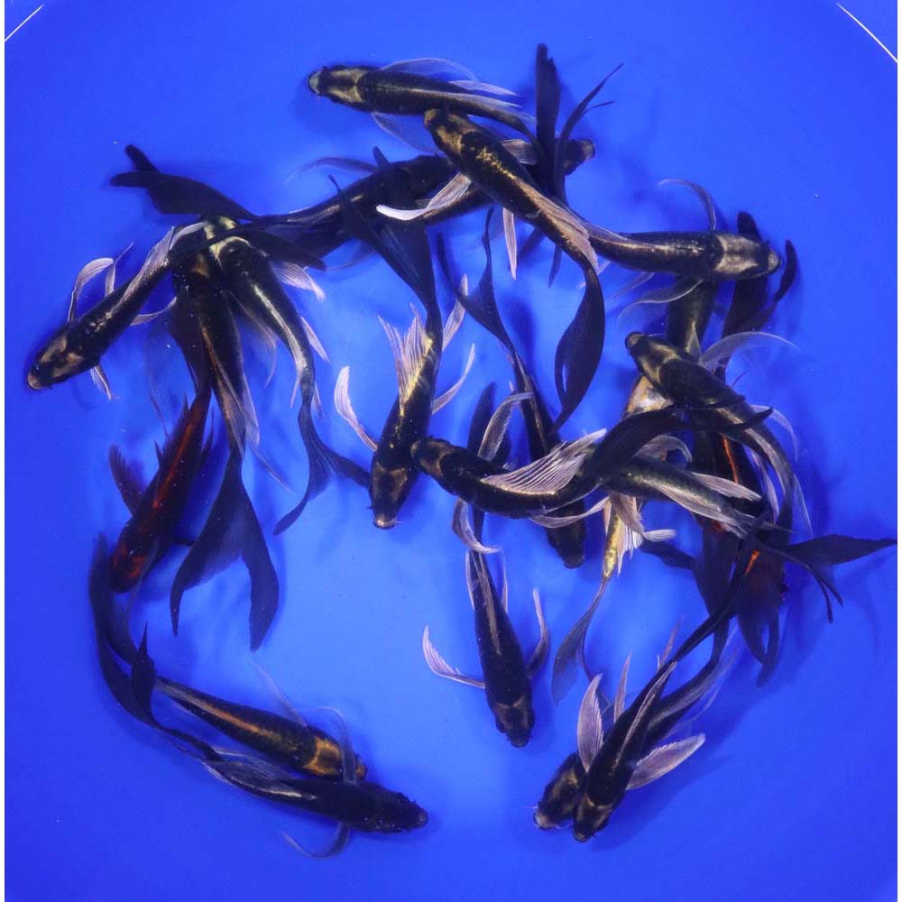 Kabuto Butterfly Koi 5-6"