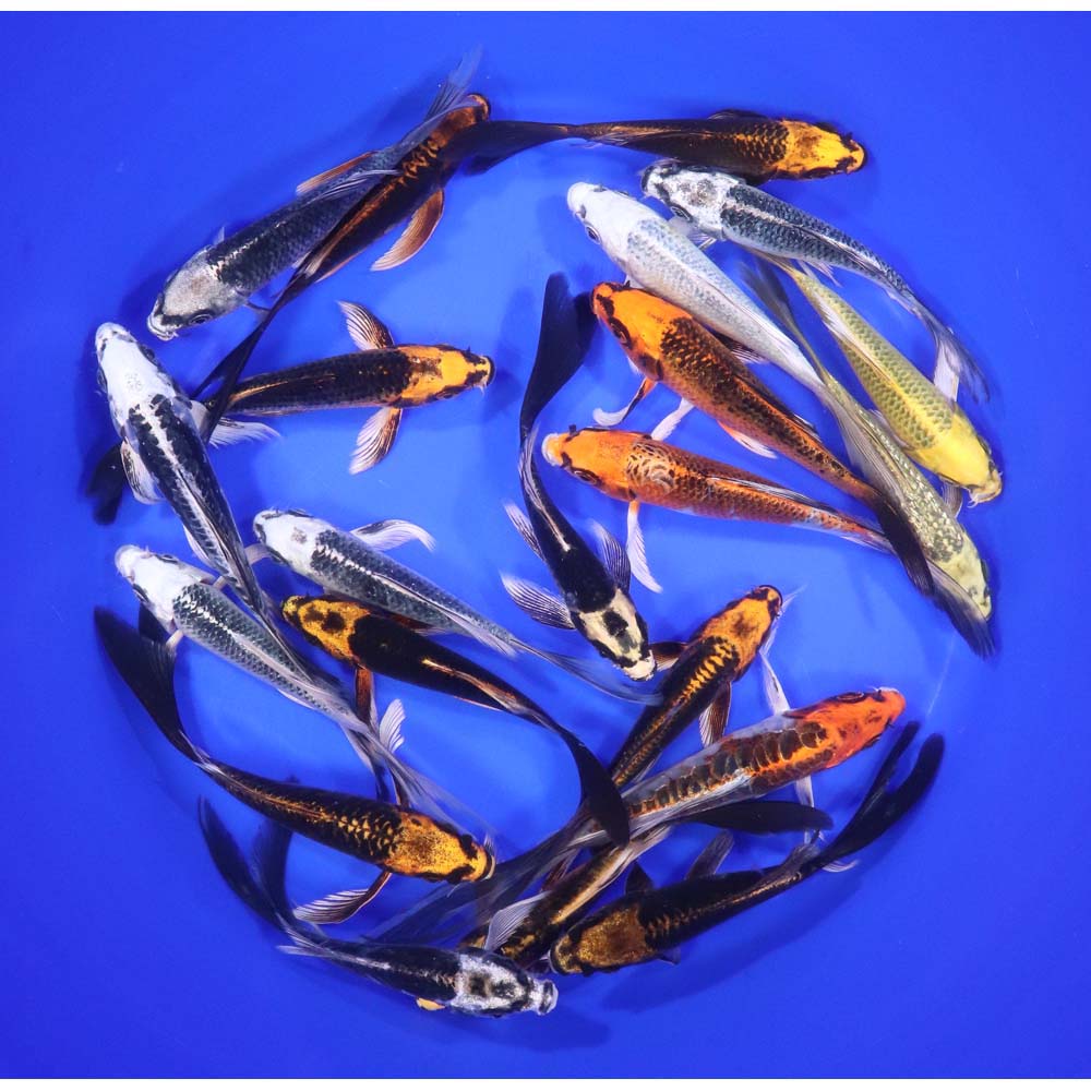 Skeleton Butterfly Koi 5-6"