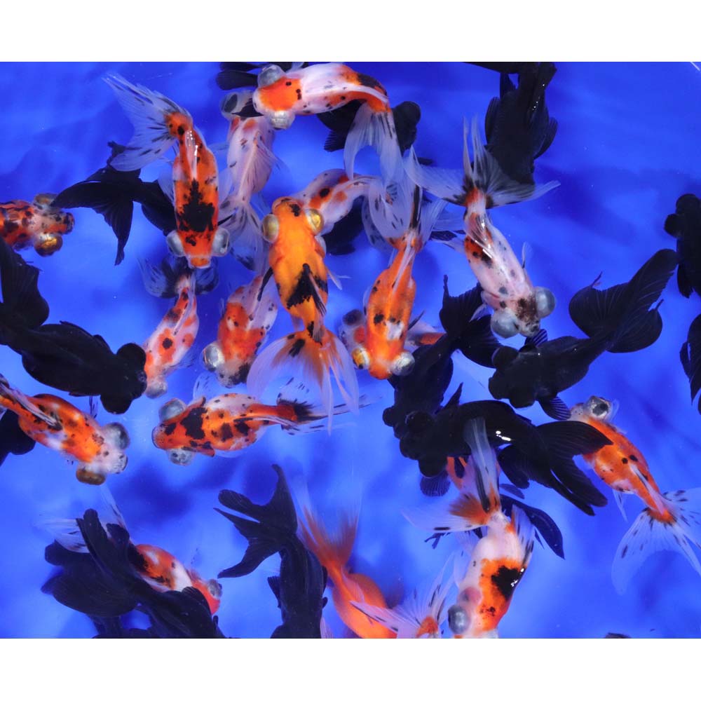 Mixed Telescope Eye Fantail Goldfish MD