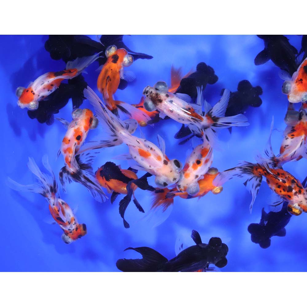 Mixed Telescope Eye Fantail Goldfish MD
