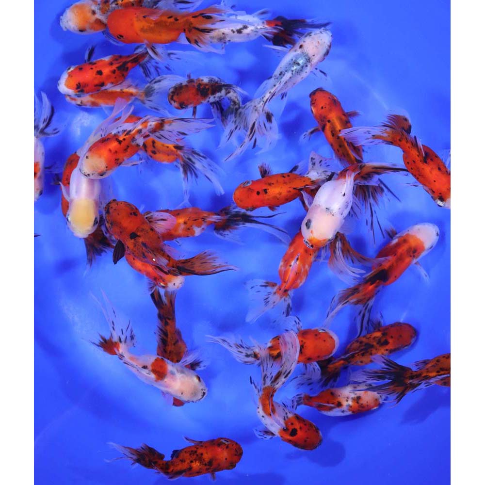Calico Fantail Goldfish MD