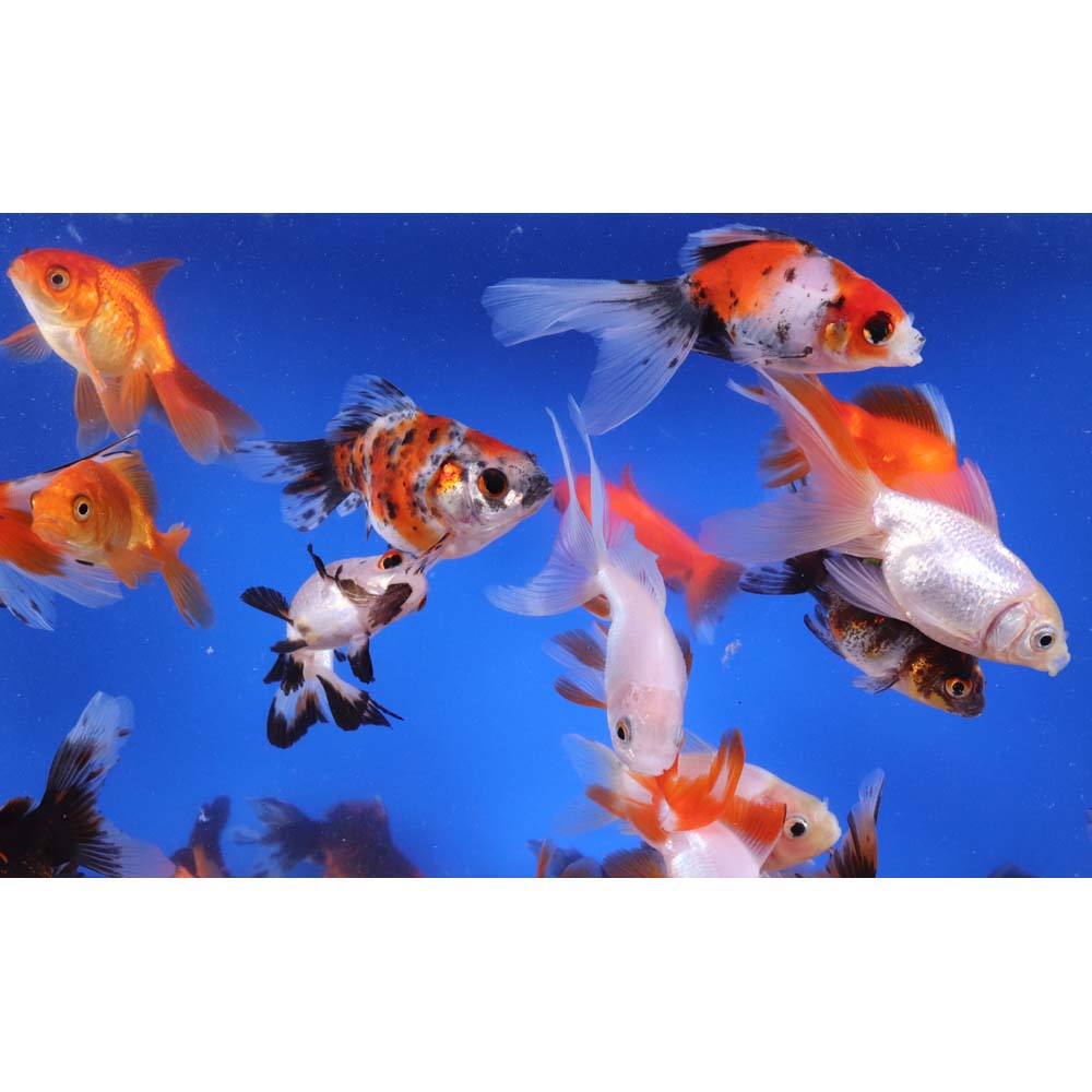 Mixed Ryukin Goldfish MD