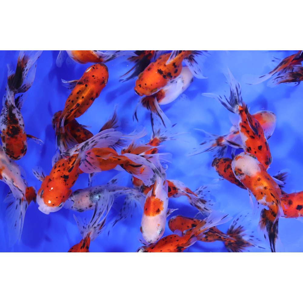 Calico Fantail Goldfish MD