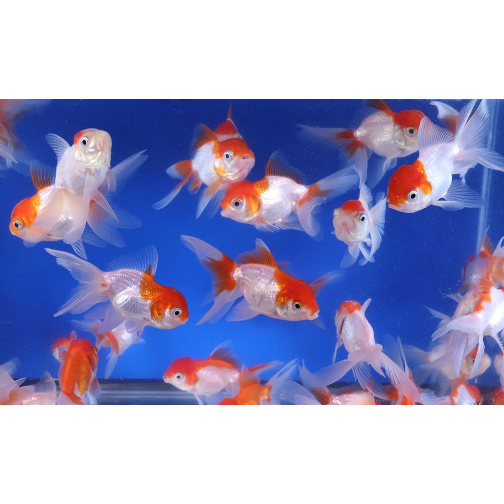 Red and White Oranda Goldfish MD