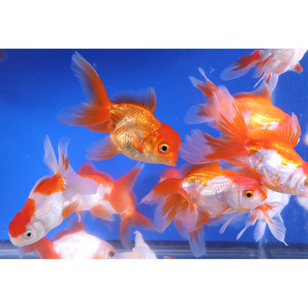 Red and White Oranda Goldfish LG