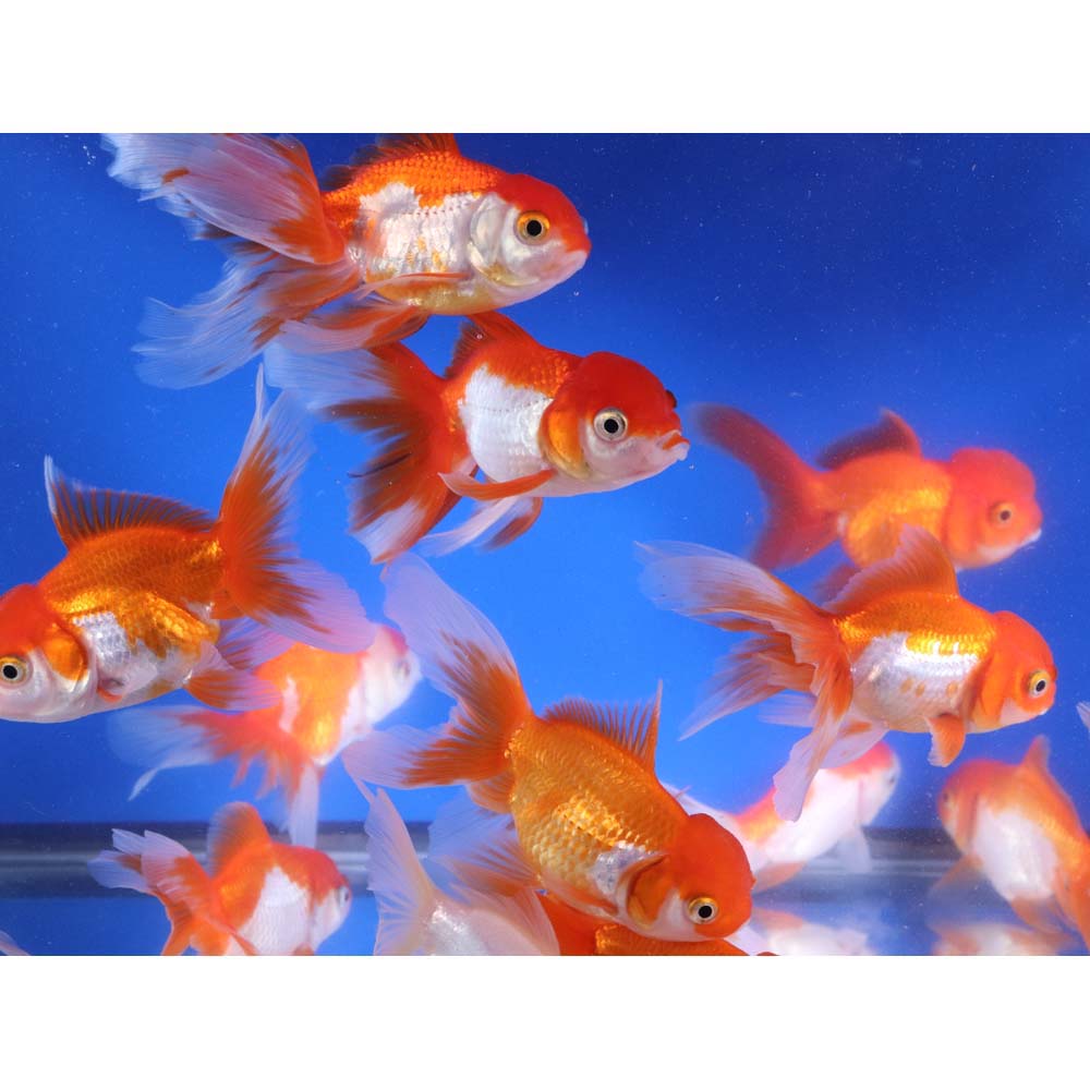 Red and White Oranda Goldfish LG