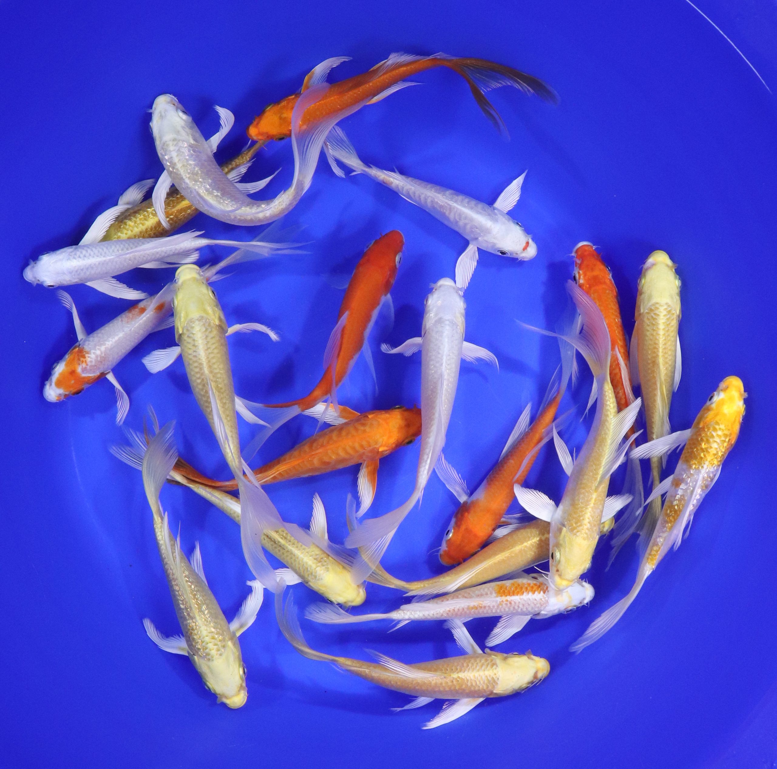 Sunshine Mix Butterfly Koi 5-6"