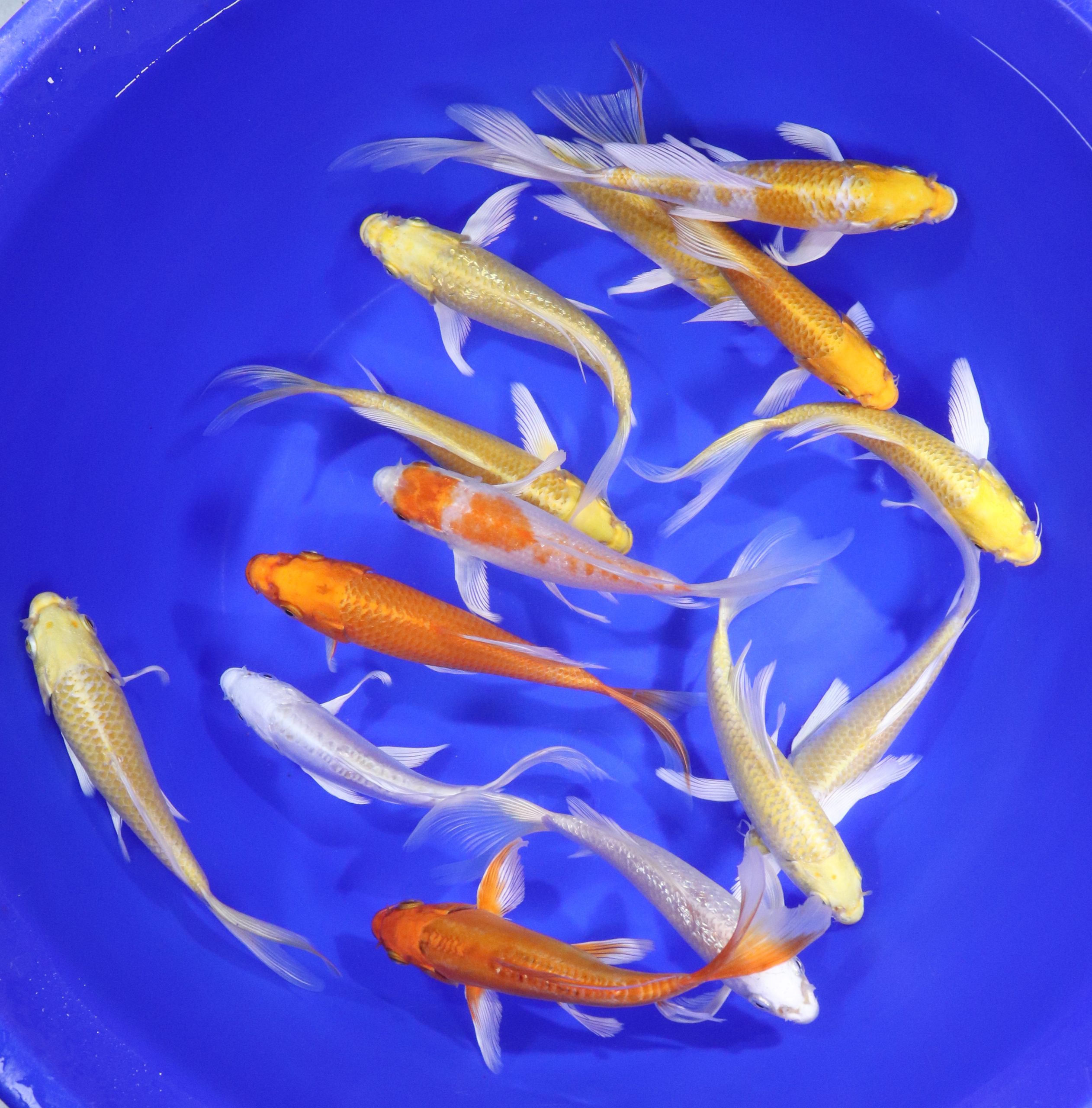 Sunshine Mix Butterfly Koi 6-7"