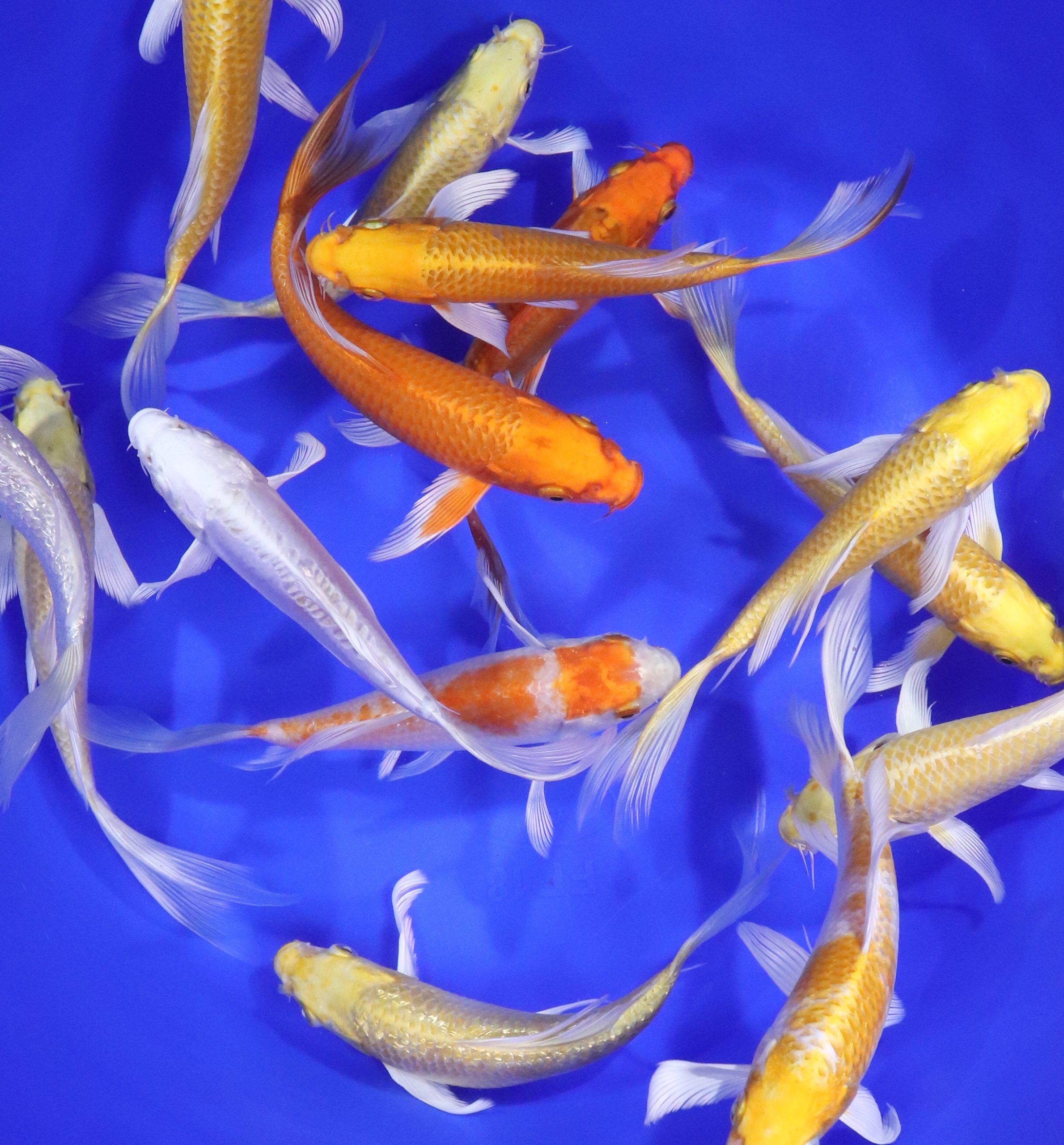 Sunshine Mix Butterfly Koi 6-7"