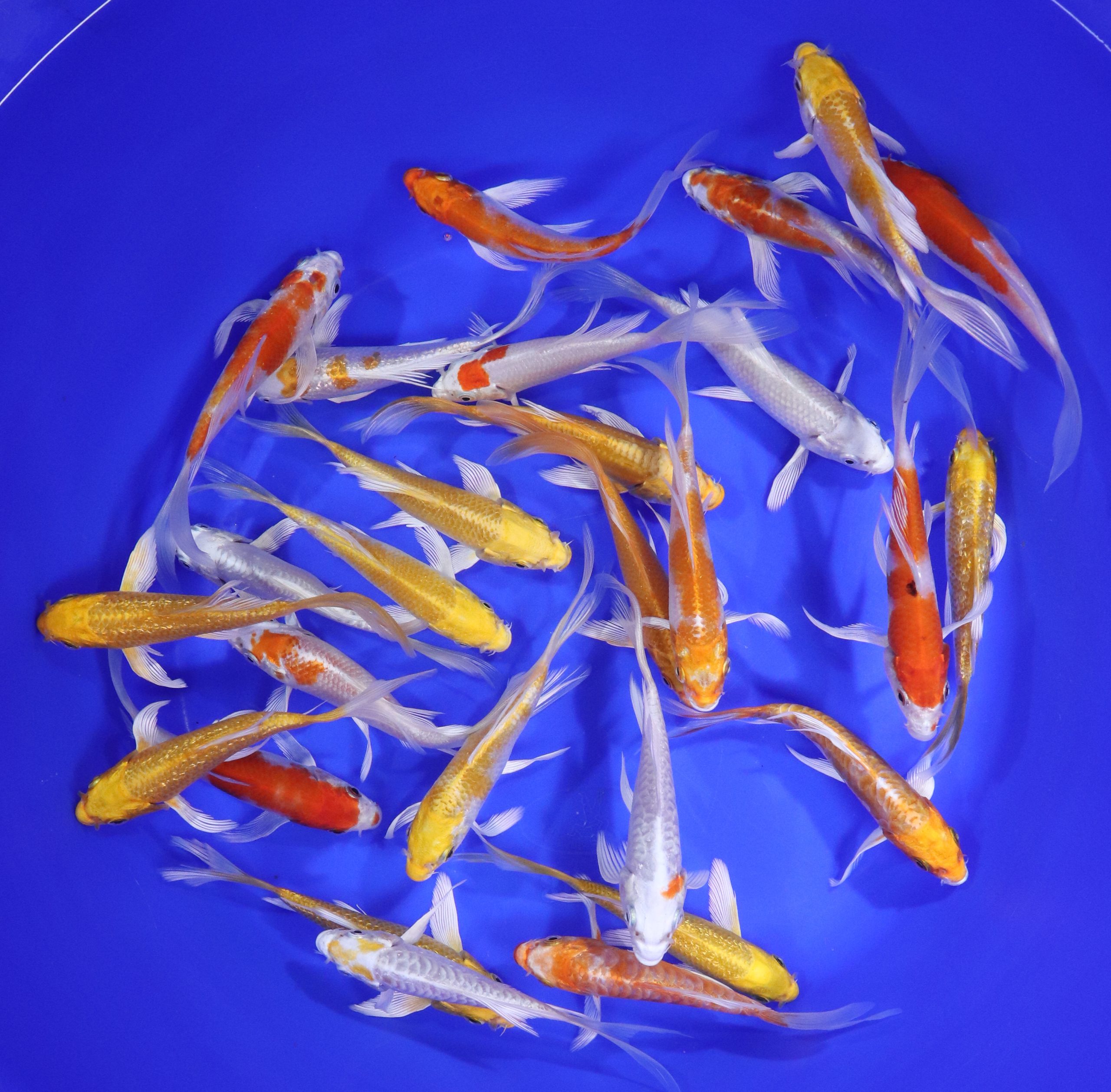 Sunshine Mix Butterfly Koi 4-5"