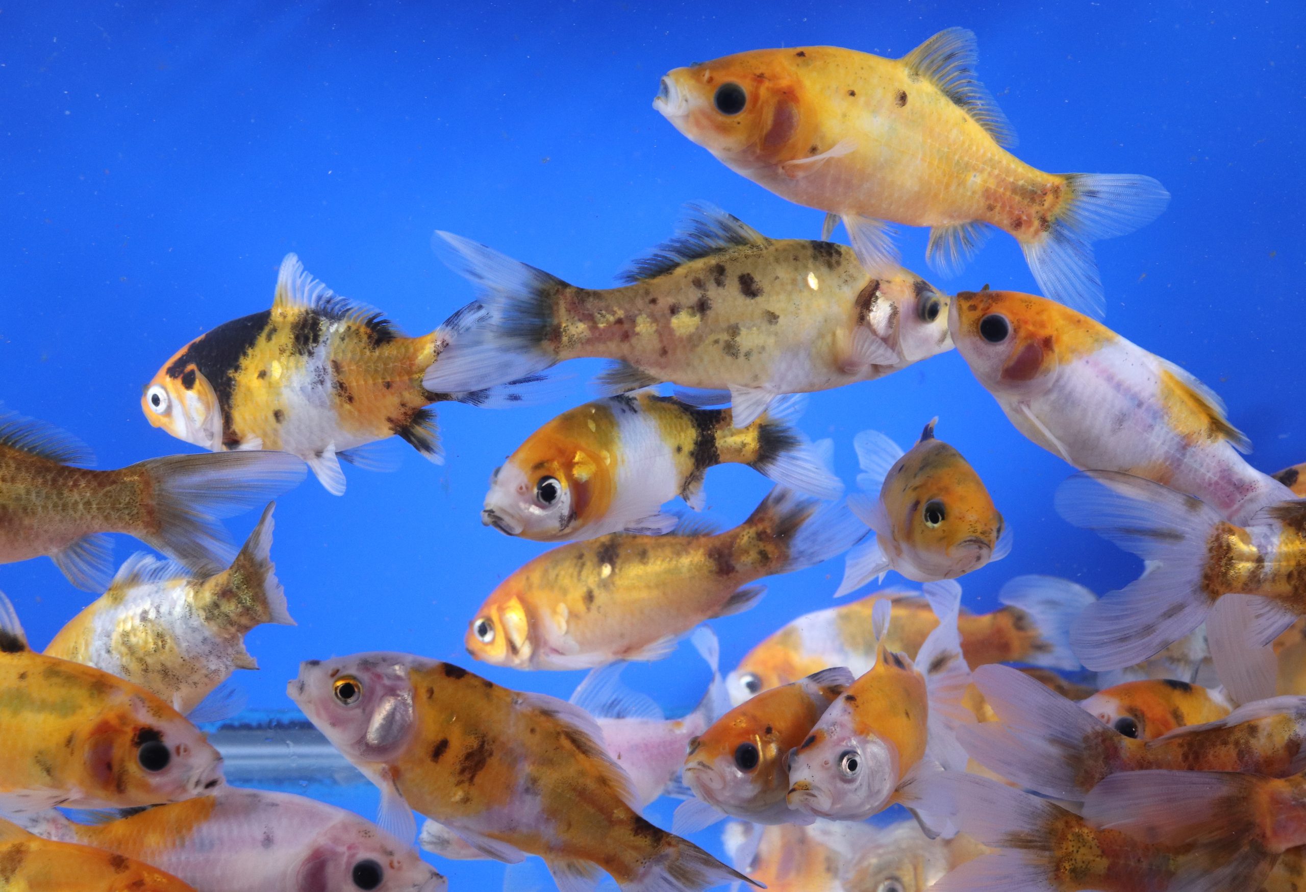 Solar Flare Shubunkin Goldfish 4-5"