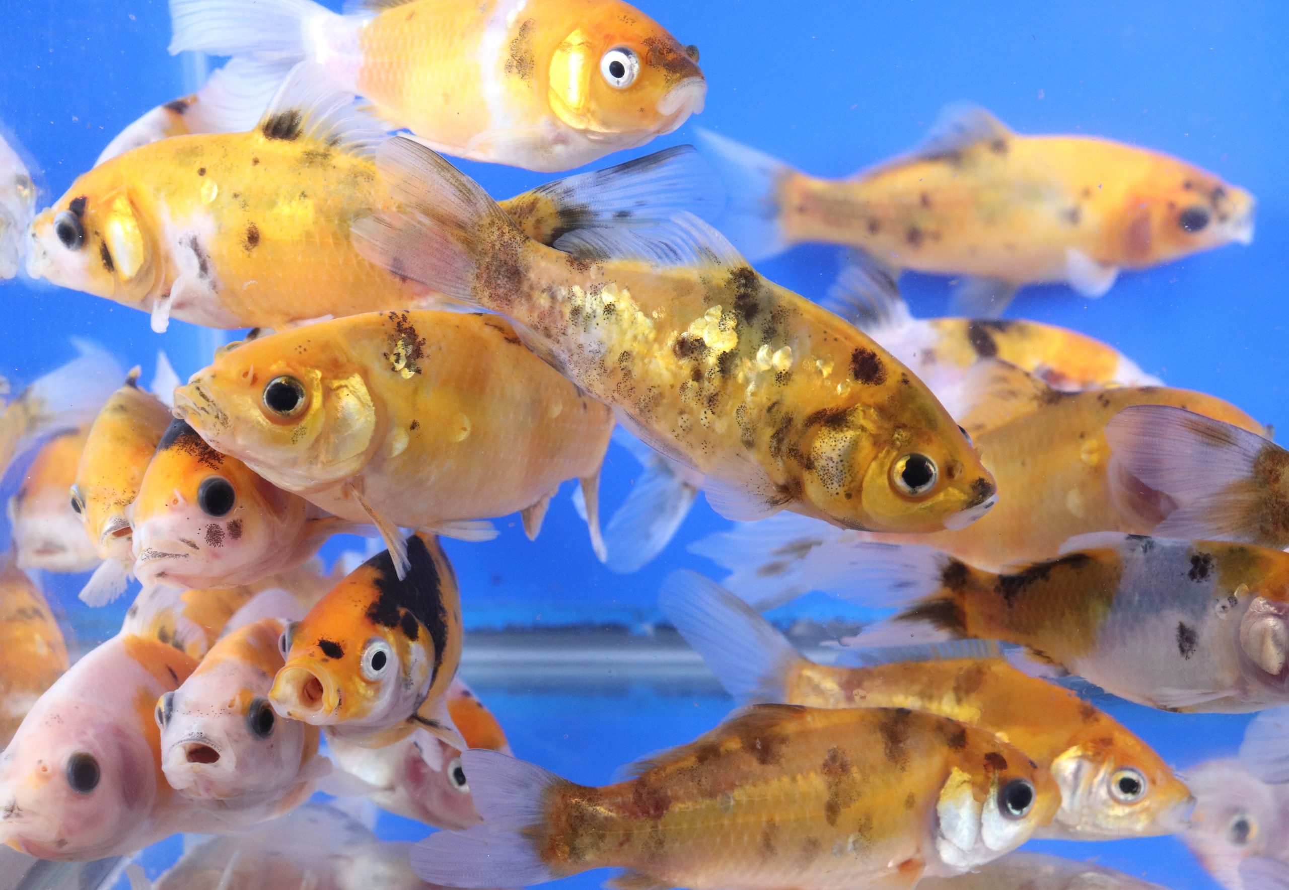 Solar Flare Shubunkin Goldfish 4-5"