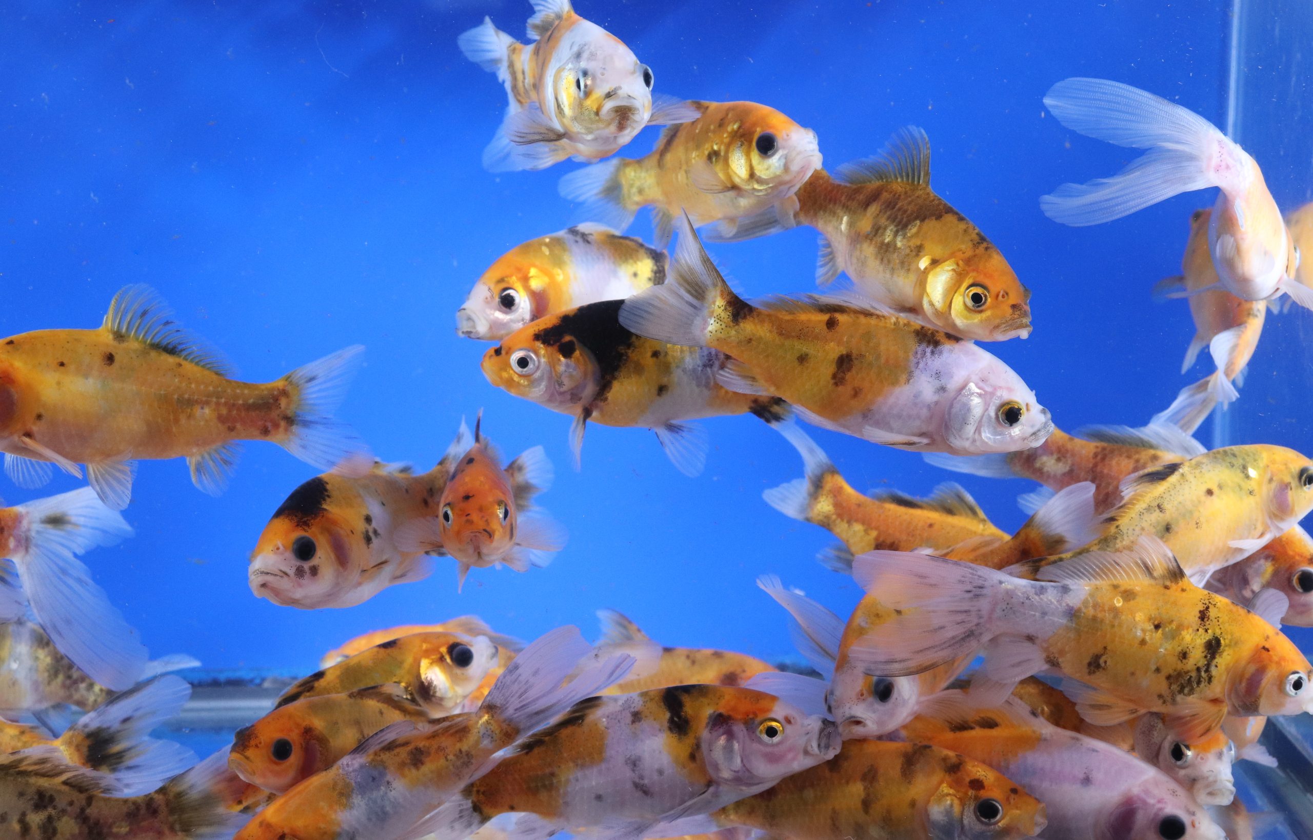 Solar Flare Shubunkin Goldfish 4-5"