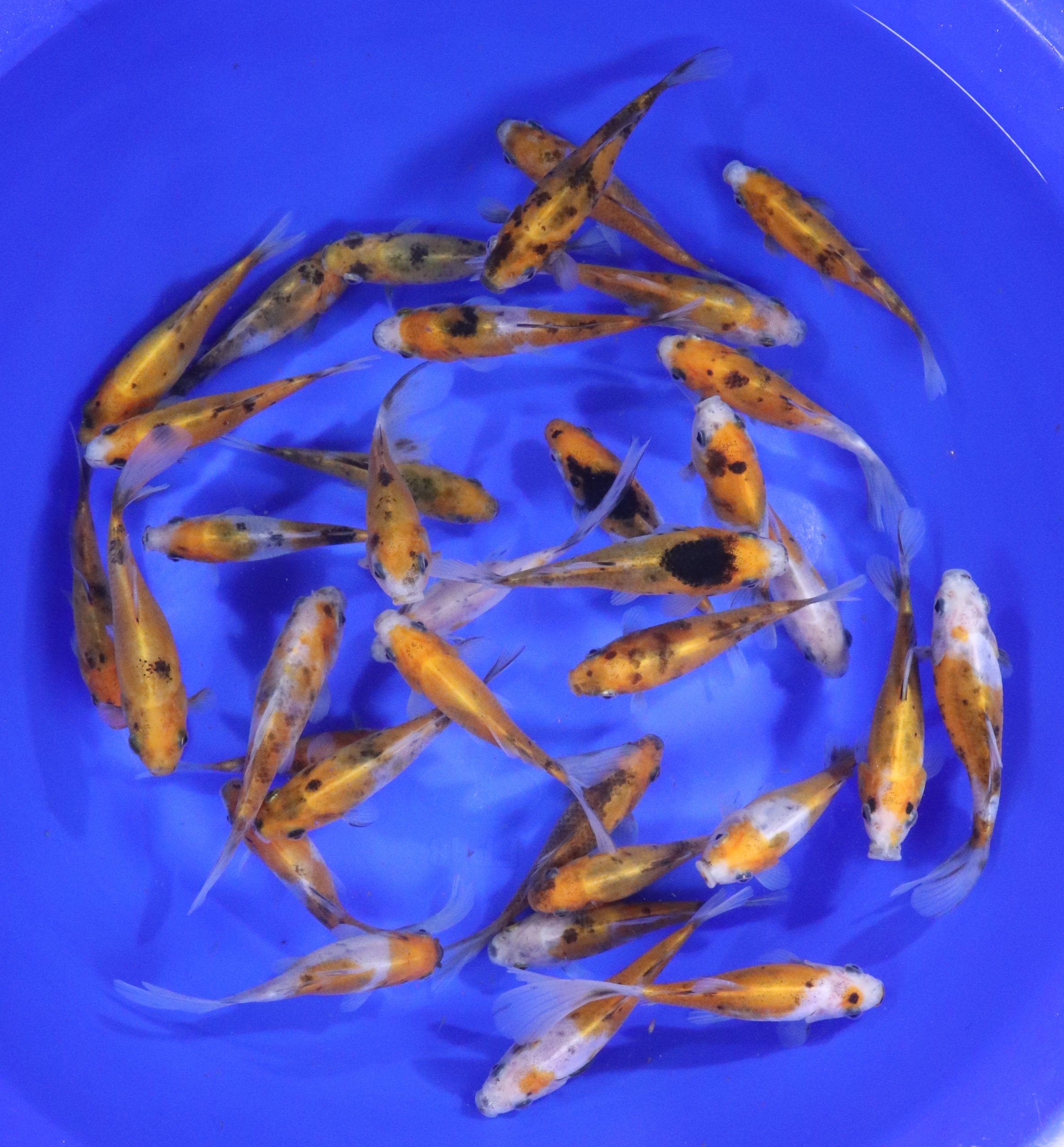 Solar Flare Shubunkin Goldfish 4-5"